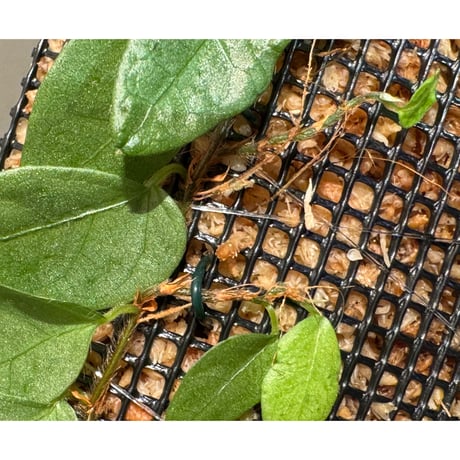 Ficus sp. from Murung raya [LA0515-05]