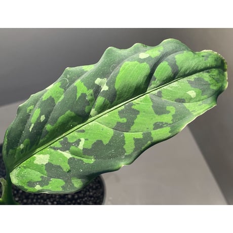 Aglaonema pictum GW Type1 from Padang sidempuan [TB1410]