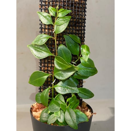 Medinilla ovalifolia from Central Viti Levu,Fiji 標高900m [KSB] ①