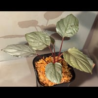 Homalomena sp. "Platinum Velvet" from Kepulauan Riau [KN]