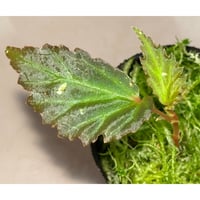 Begonia sp. from Kapuas hulu