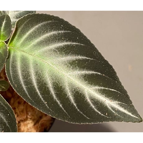 Gesneriaceae gen. from Kalimantan Barat
