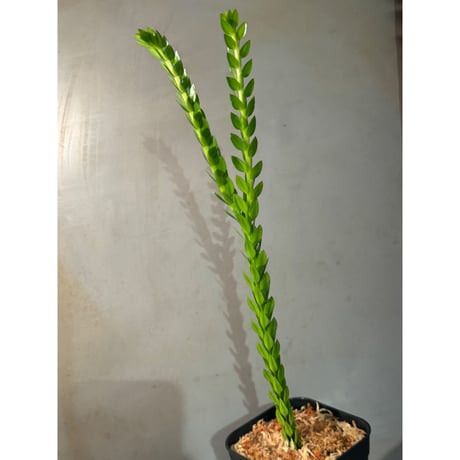 (大株) Phlegmariurus phlegmarioides Aimas, Sorong, West Papua 伊藤蟻植物農園