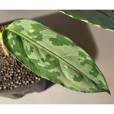 Aglaonema nebulosum from Matang [TK211017]