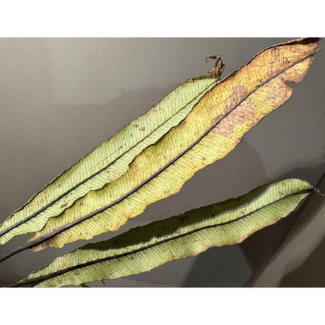 Asplenium sp. from Sulawesi ②