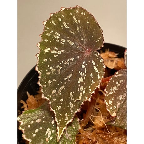 Begonia sp. from Matang [TK160716]