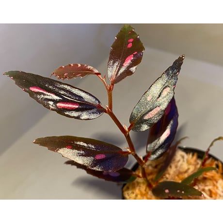 Begonia sp. from Julau [R1214-01b]