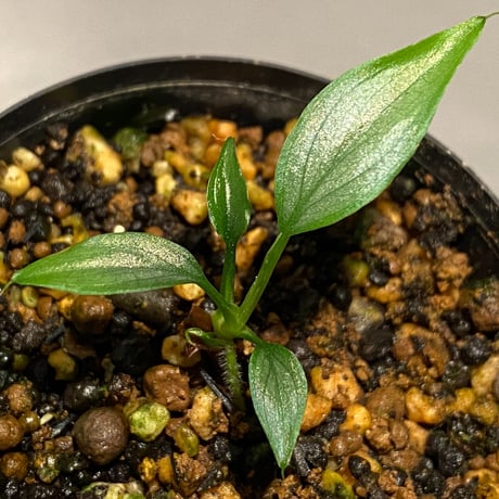 Homalomena sp. White leaf from "Pendang" Kal tengah [TB]