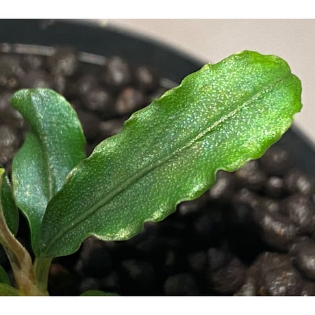 Bucephalandra sp. "MEDUSA"