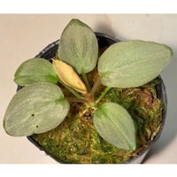 Homalomena sp. "Pink Velvet" from Kepulauan Riau [KN]