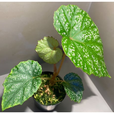 Begonia sp. from Na Hang [YH1118] TK