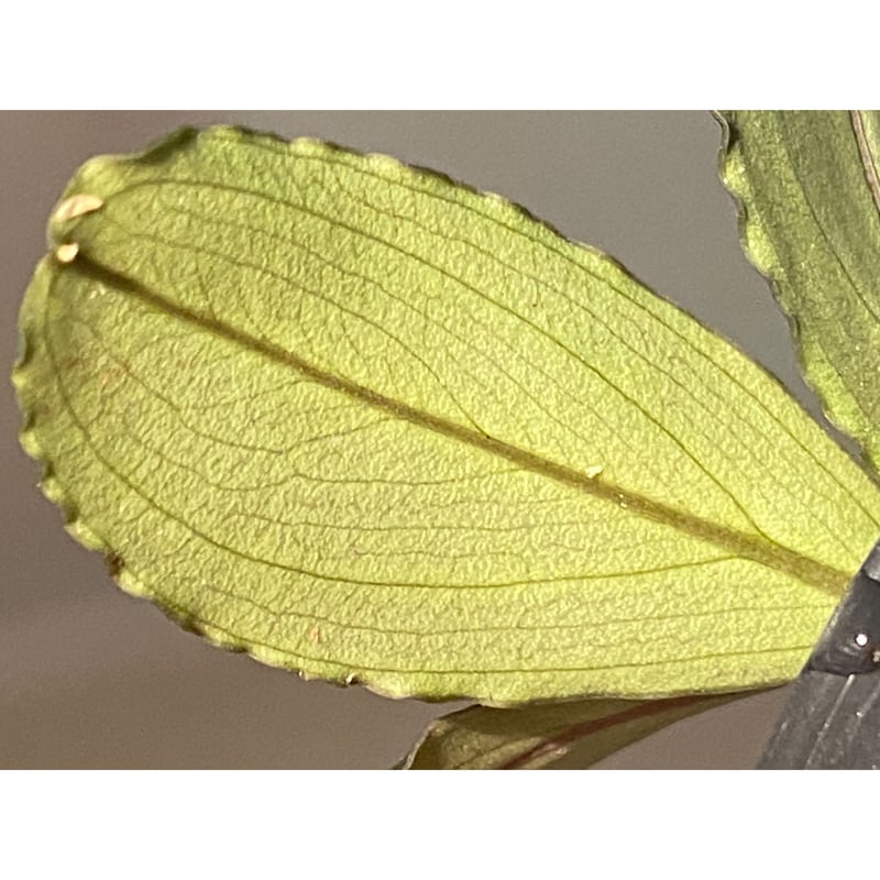 Bucepharandra sp. Shining-Black from Kota baru Bucepharandra sp. Shining-Black from Kota baru