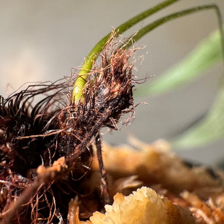 Selliguea sp. from Sulawesi