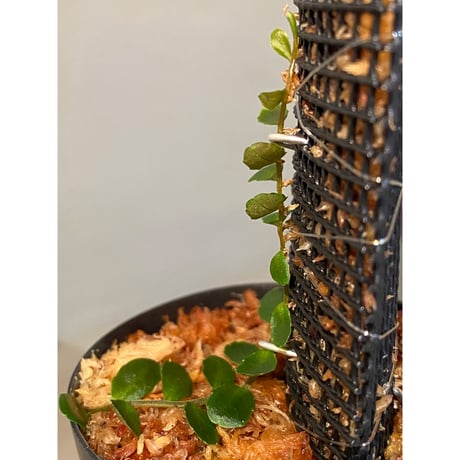 Marcgravia sp. "Azreal"