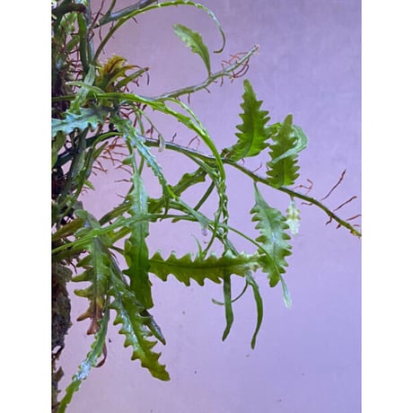 Solanopteris bifrons from Madre de Dios [LA1017-04]