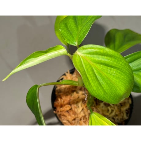Philodendron sp. from Iquitos Peru [tanakay]