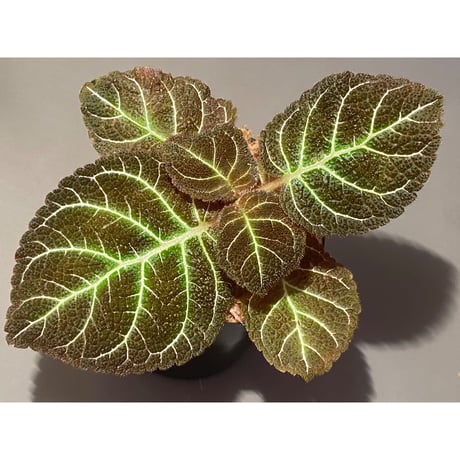 Pearcea hypocyrtiflora from Rio Napo Ecuador [tanakay] 白葉脈