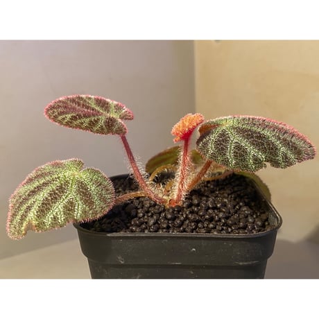 Begonia ningmingensis var. bella