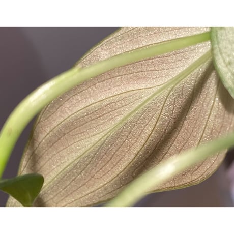 Philodendron melanochrysum ②