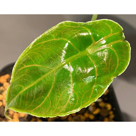 Alocasia azlanii