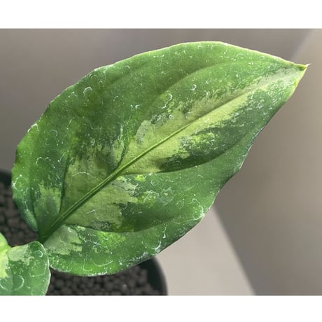 Aglaonema pictum"マジシャンズグリーン”1st campur from Sumatra Barat【AZ0512-X】
