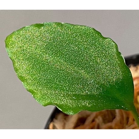 Homalomena sp. from Solok sumatera [LA0214-3]