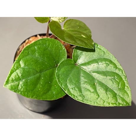 Unknown from Iquitos Peru [tanakay]