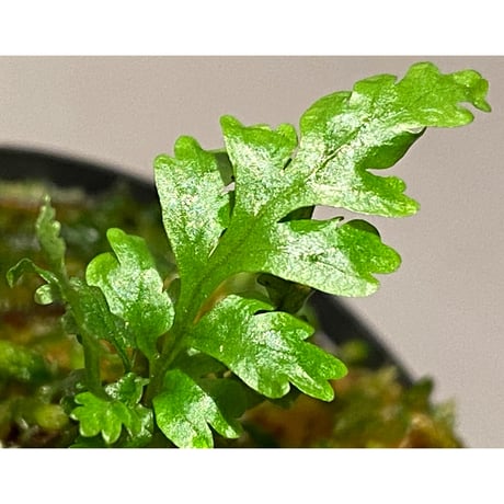 Bolbitis sp. from Kidapawan Mindanao