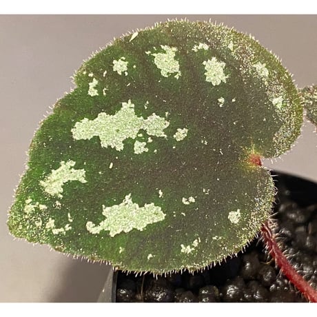 Begonia sp. from Cao Bang [YH050519] TK