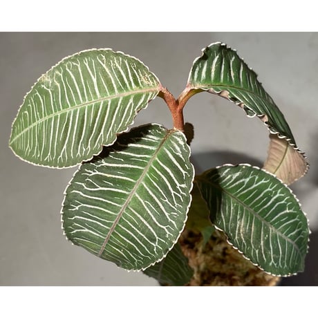 Ardisia sp. from Perlis Malaysia