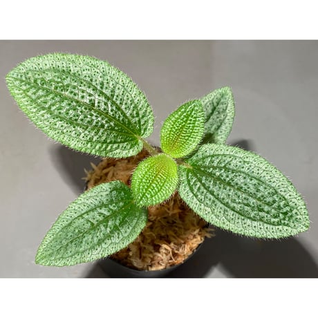 Phyllagathis sp. from Dong Nai province south Vietnam