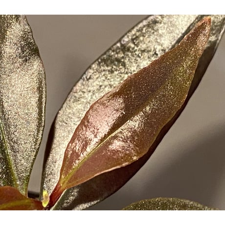Medinilla sp. from Irian Jaya Papua