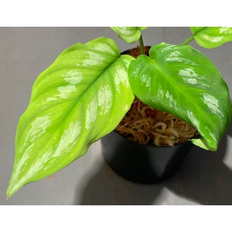 Homalomena sp. from Riau sumatera [LA1119-02]