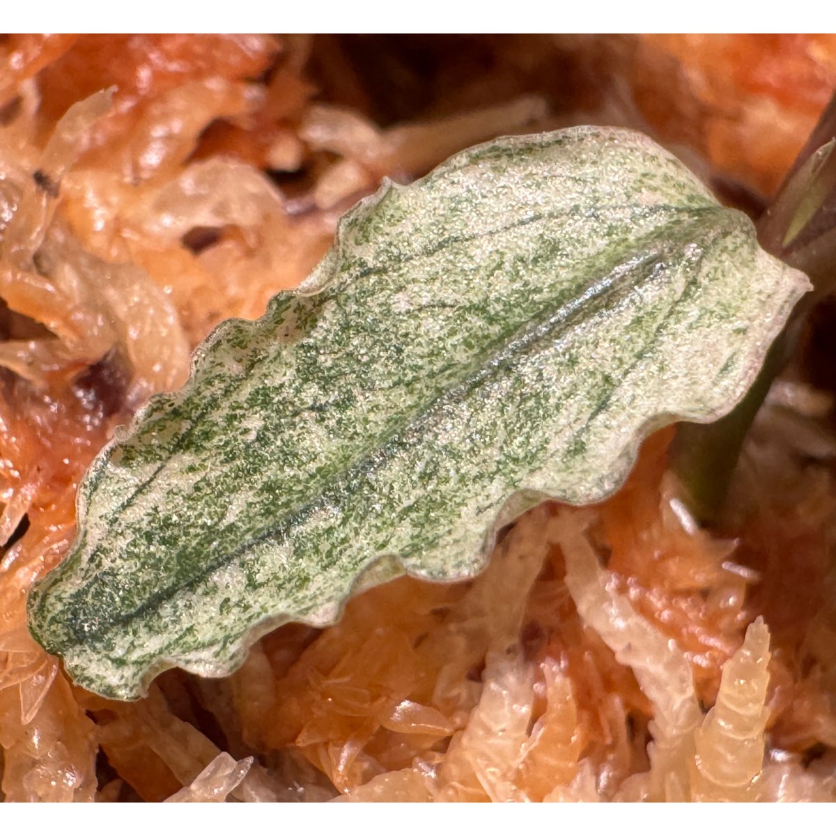Bucephalandra sp. 