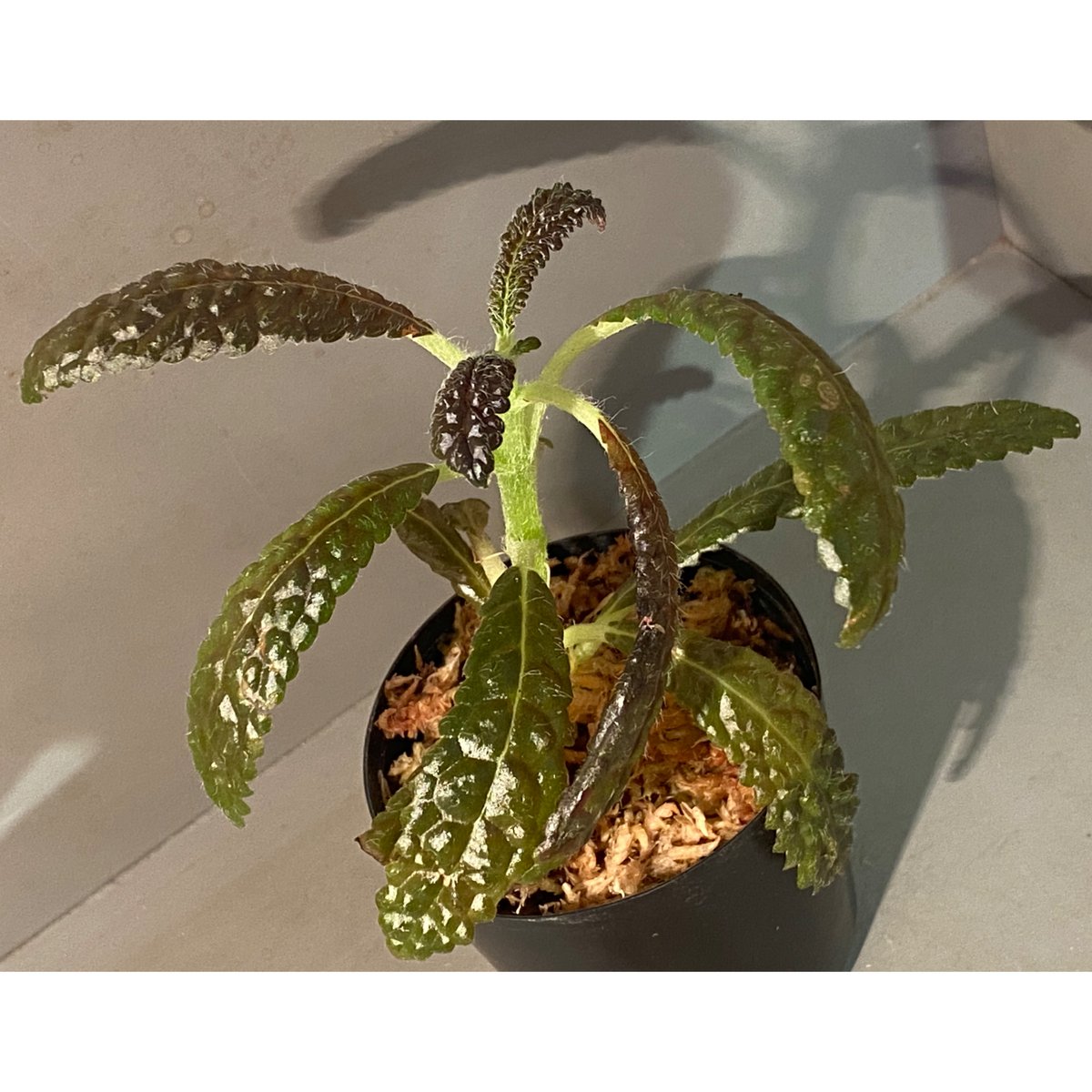 Nautilocalyx pemphidius | M・R・G・R