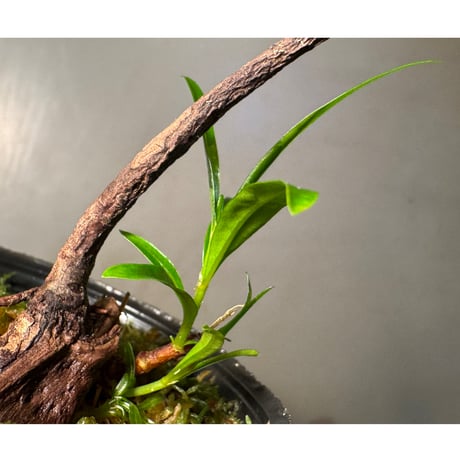 Homonoia riparia from Phu Yen Vietnam