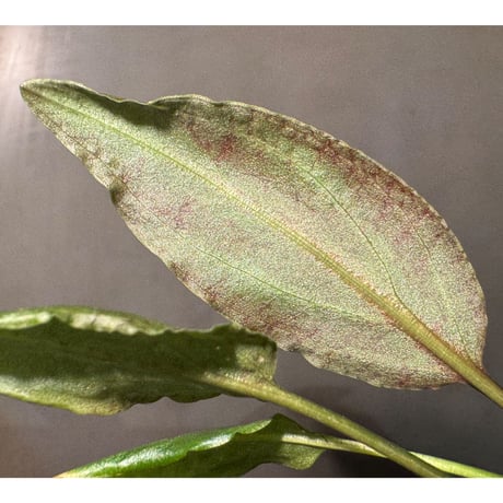 Cryptocoryne nurii "Lga-1" Pulau Lingga [HW0622-06]