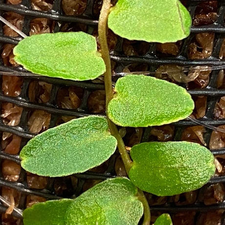 Marcgravia sp. "Green leaf type" from Tarapoto Peru alt1,000m
