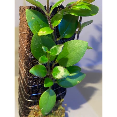 Aeschynanthus sp. from South Sulawesi [STRINGE PLANTS]