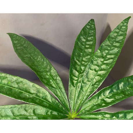 Anthurium polyschistum from Napo Ecuador [tanakay]