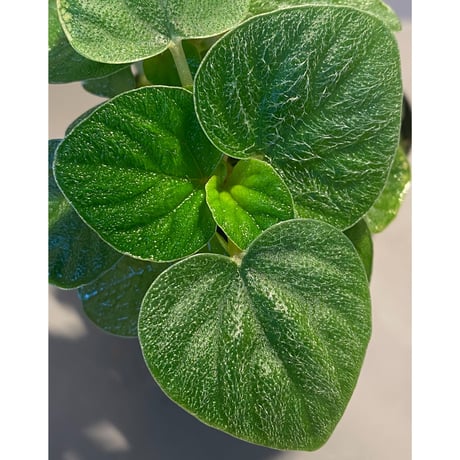 Peperomia sp. from Iquitos Peru [tanakay]