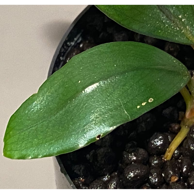 Bucephalandra sp. \"Serawai1-20\" TB便 Bucephalandra sp. Serawai1-20 【TB便】 - メルカリ