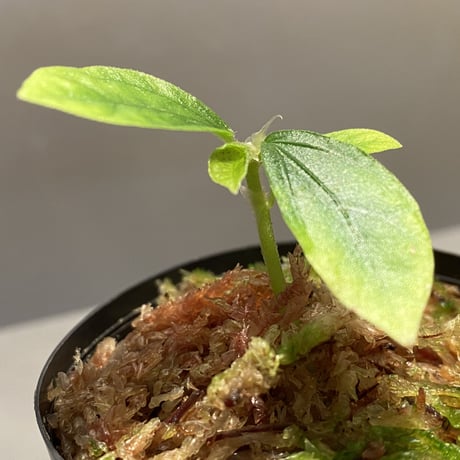 Elatostema sp. from Nopphitam [TK260915]
