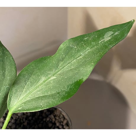 Aglaonema pictum A from Aceh sumatera [LA1115-03i]