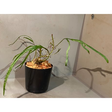 Microsorium sp. from Saripoi [LA0515-02]