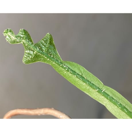 Drynaria bonii Chaiyaphum province Thailand