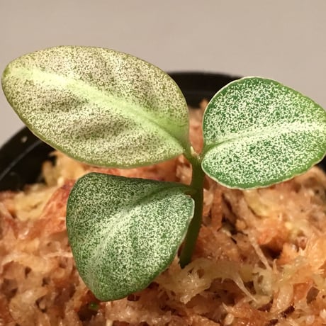 Ardisia sp. from Matang [TK160716]