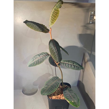 (大株) Labisia sp. from Riau sumatera