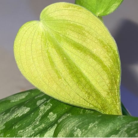 Philodendron sp. from Iquitos Peru [tanakay]
