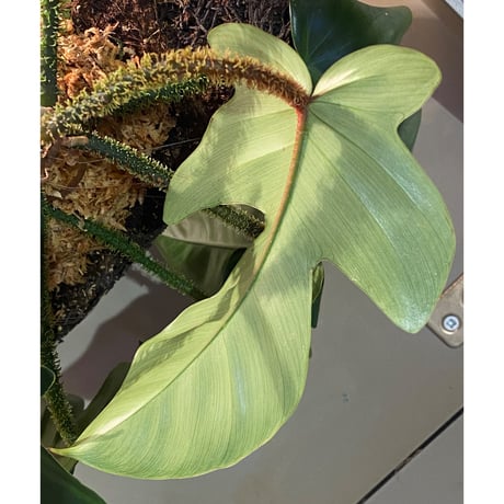 Philodendron squamiferum ②